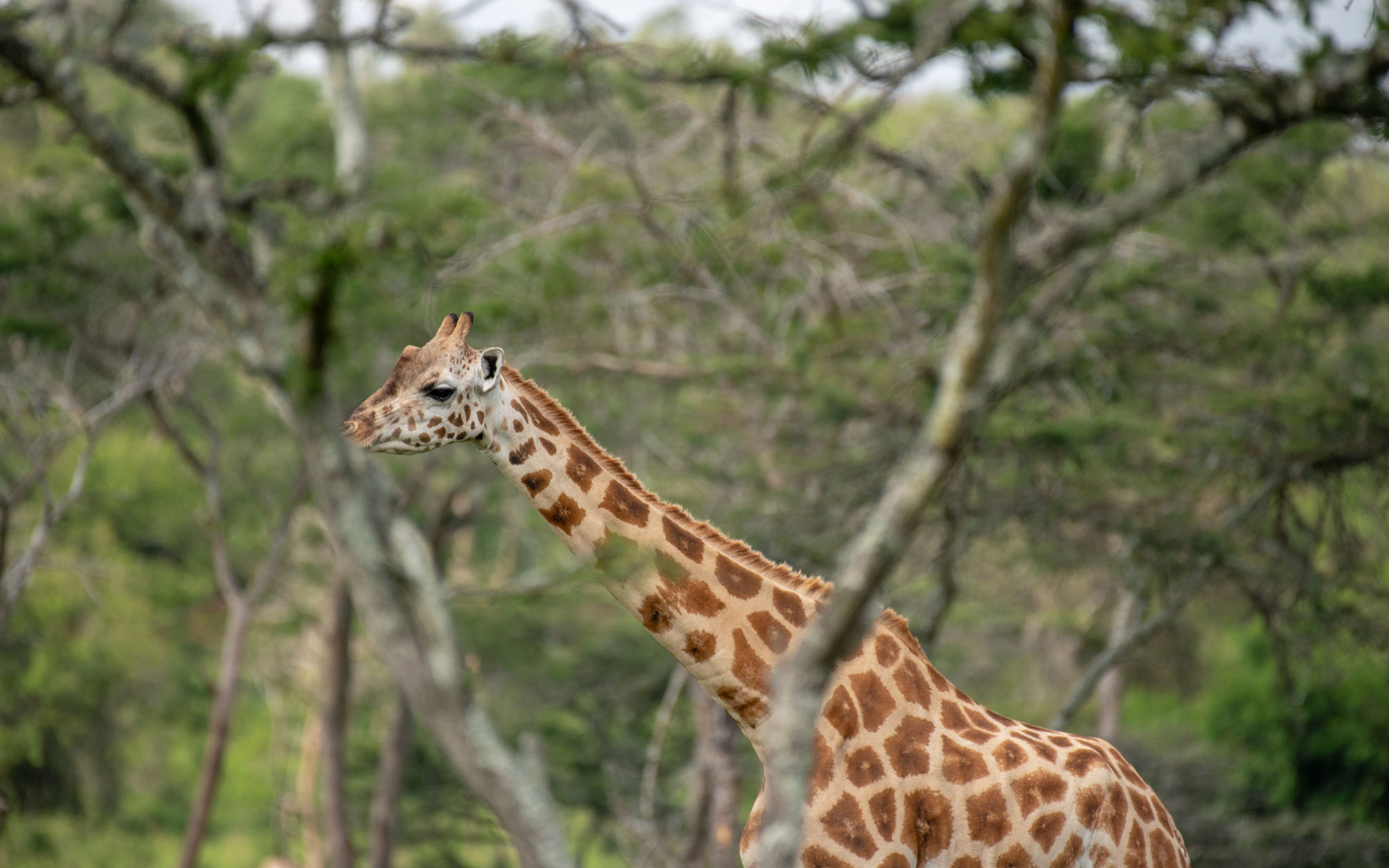 Uganda gorillas and wildlife safari