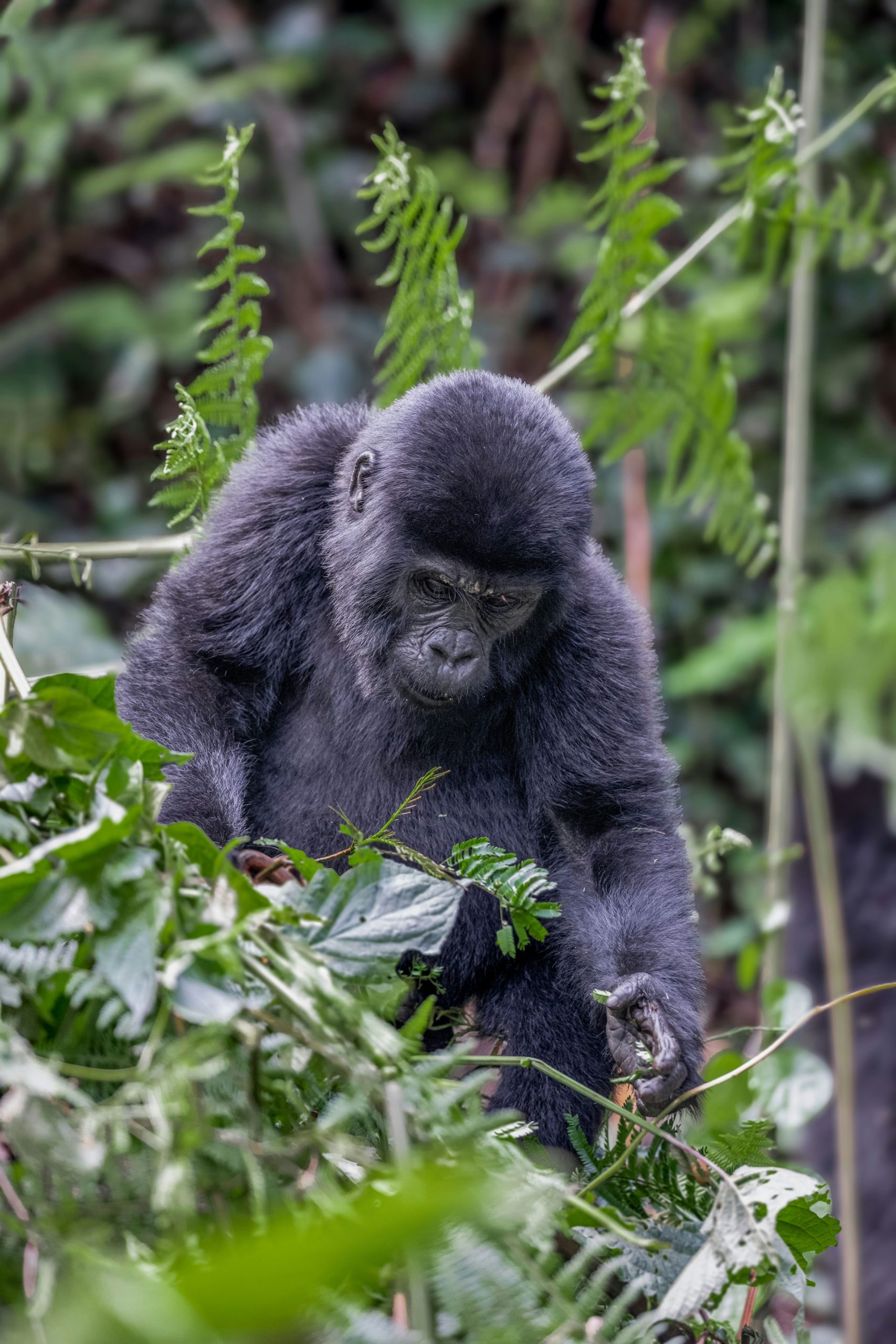 Mukisa Safaris Uganda