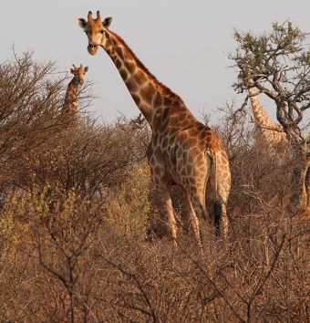 Uganda gorillas and wildlife safari