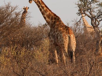 Uganda gorillas and wildlife safari