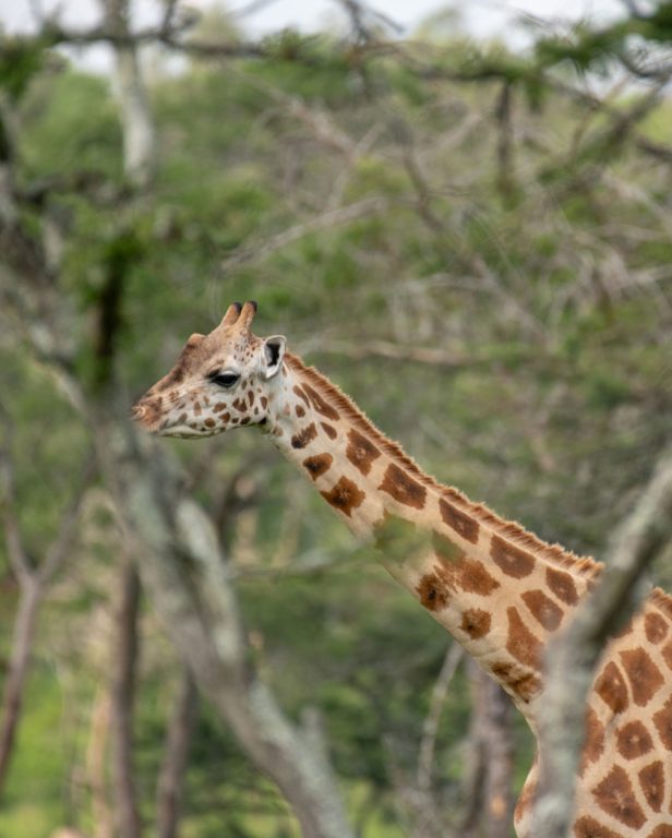 Uganda gorillas and wildlife safari