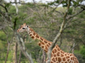 Uganda gorillas and wildlife safari