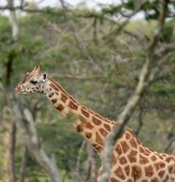 Uganda gorillas and wildlife safari