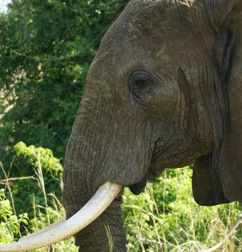 Uganda Primates Wildlife Rafting Safari