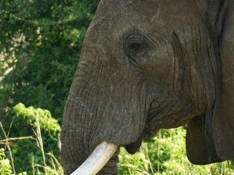 Uganda Primates Wildlife Rafting Safari