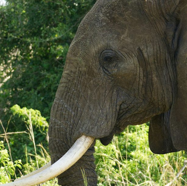 Uganda Primates Wildlife Rafting Safari