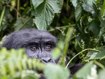 Gorilla trekking adventure in Uganda's Bwindi Forest