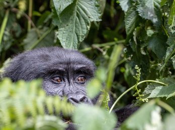 Gorilla trekking adventure in Uganda's Bwindi Forest