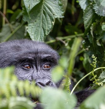 Gorilla trekking adventure in Uganda's Bwindi Forest