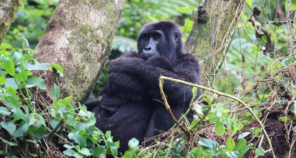 Uganda Primates Wildlife and Rafting